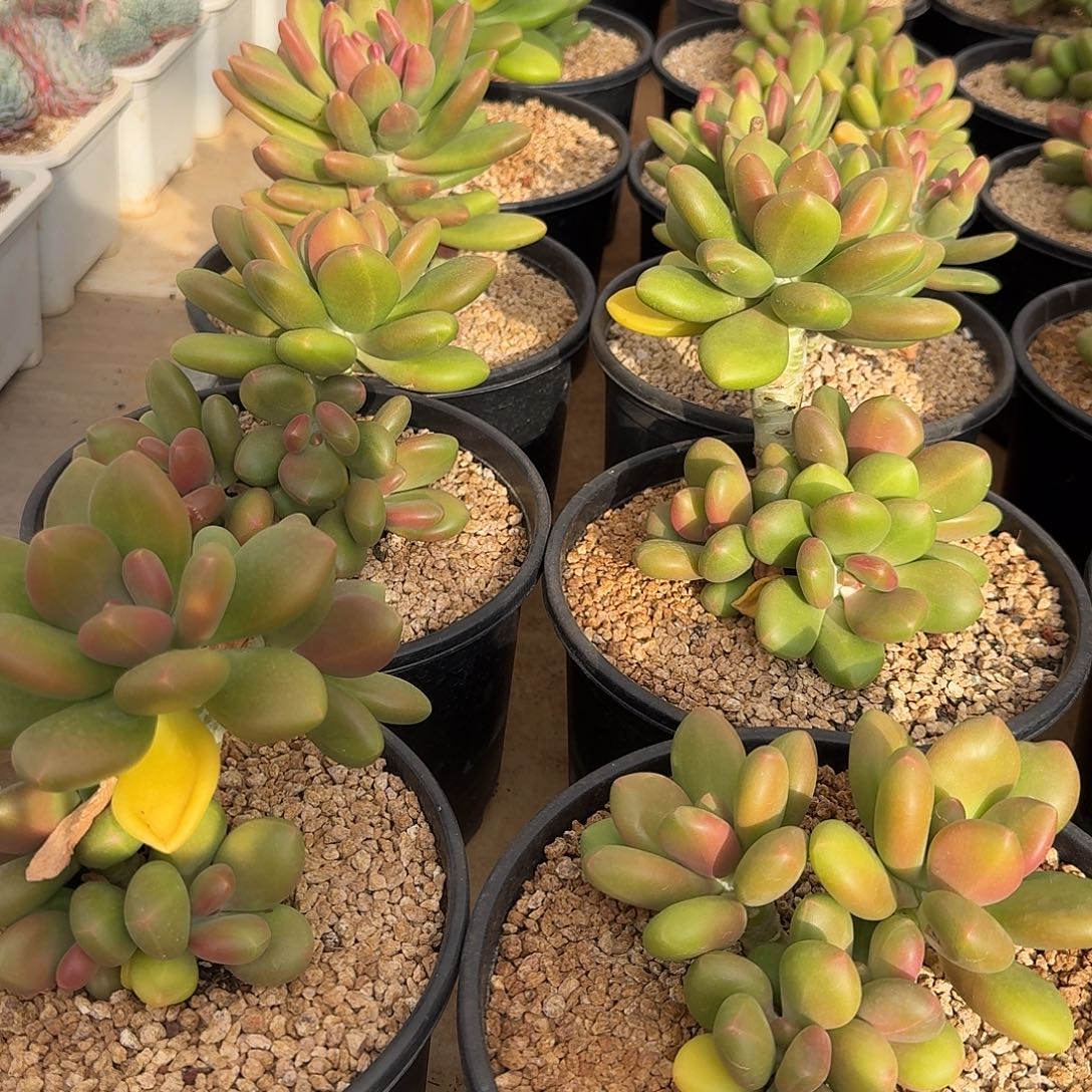 芒果奶整无砍老桩群生