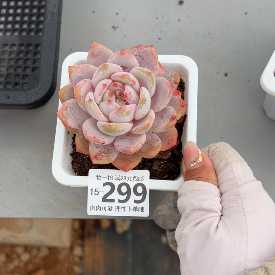 橙梦露多肉多肉多肉多肉