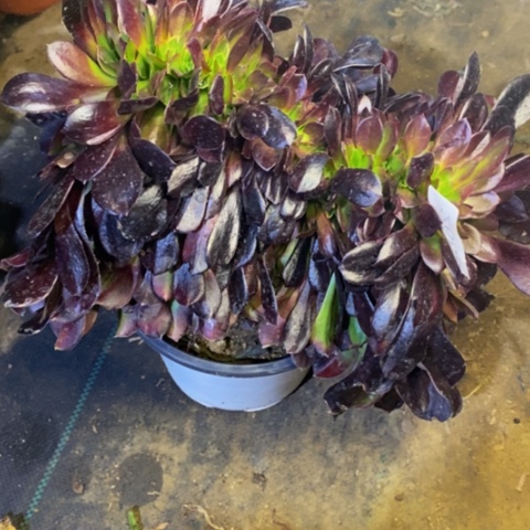 欧紫多肉植物2668