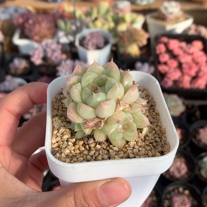 精控麦秆群不包整