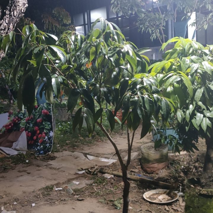 无花朵北园挂绿荔枝嫁接苗