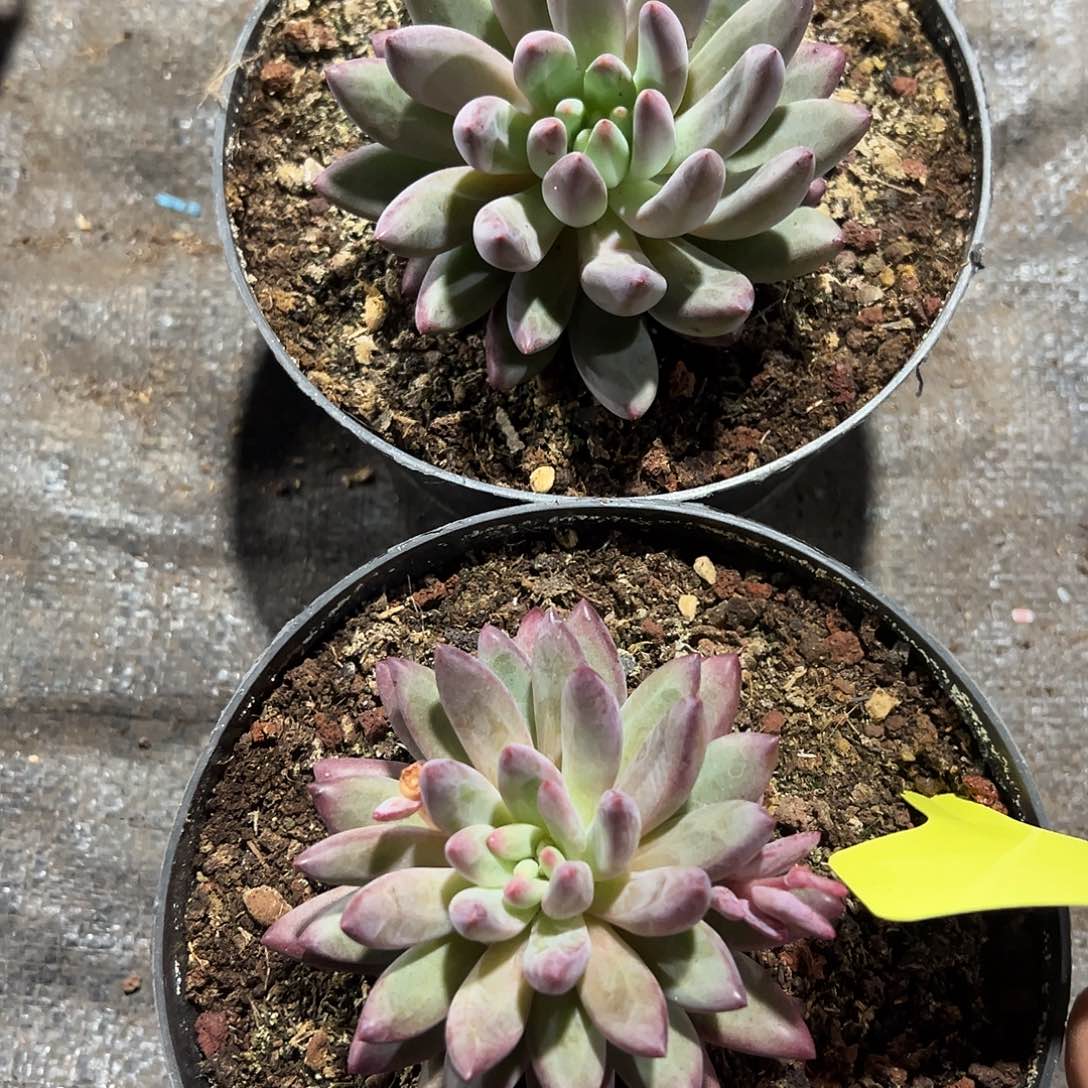 523030 流沙虞美人单头 加双头两颗特价不售后