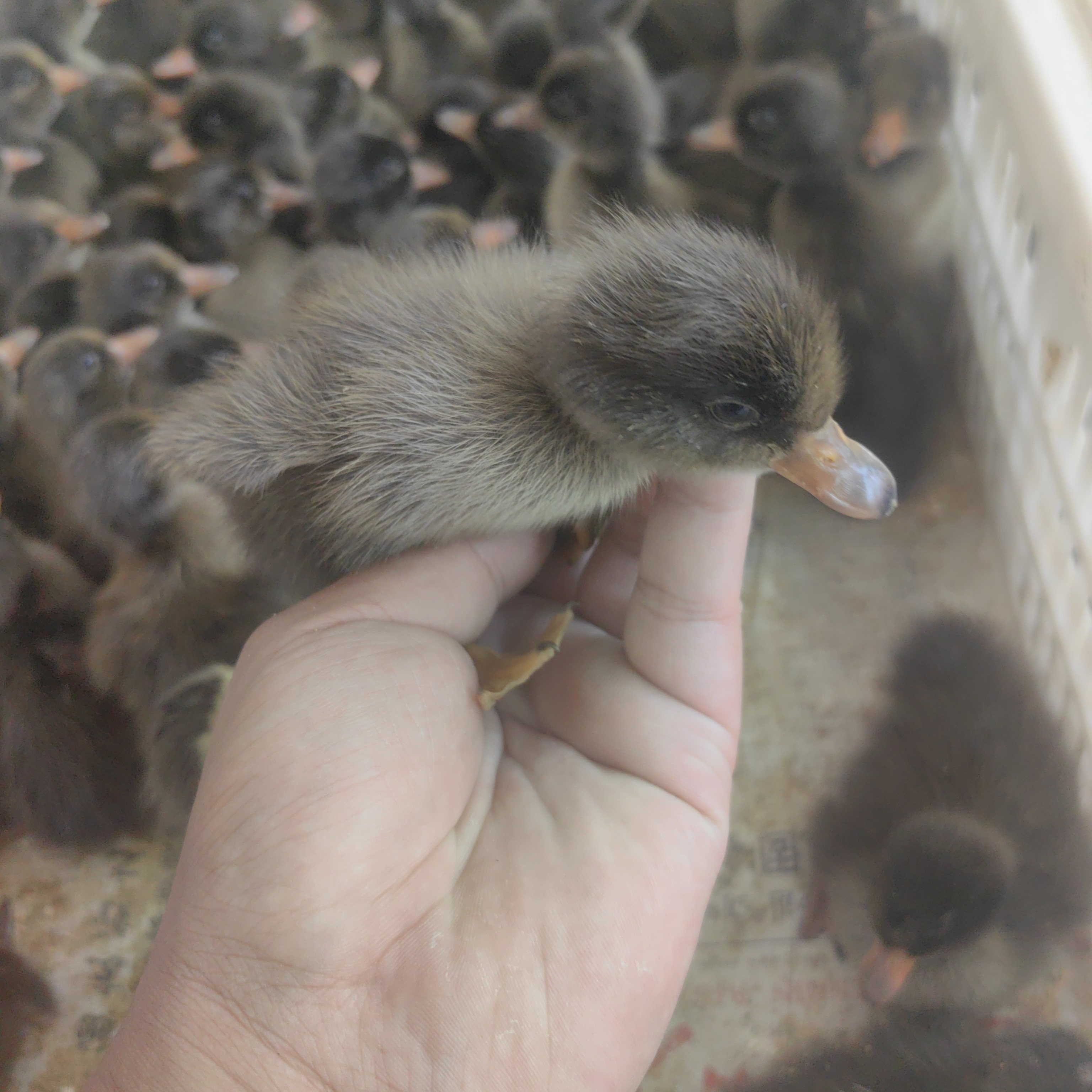 高产绿壳蛋鸭金锭鸭包邮到家适合当宠物鸭