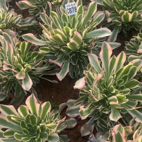 878雨花石不包断枝