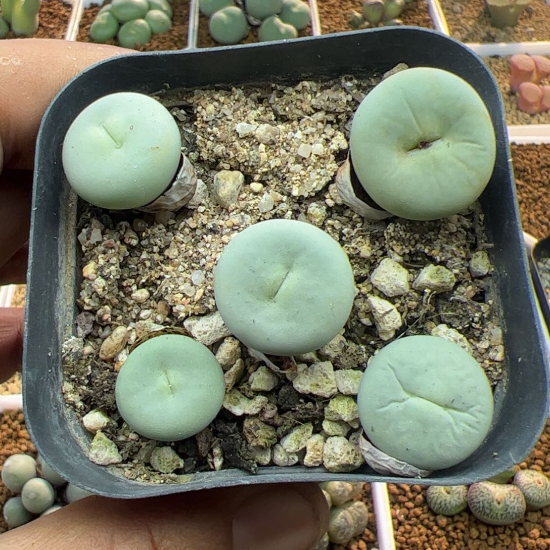 大家过年好22586