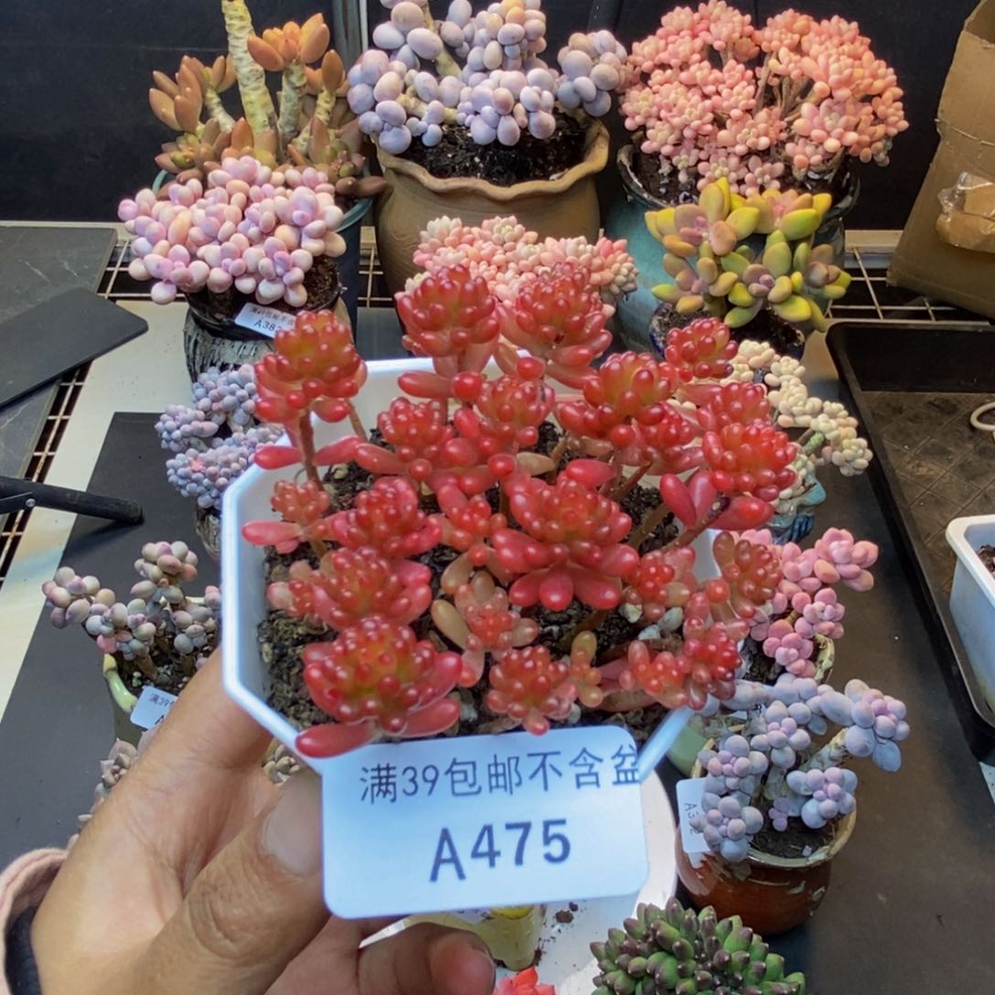 475红酱果多肉散拼