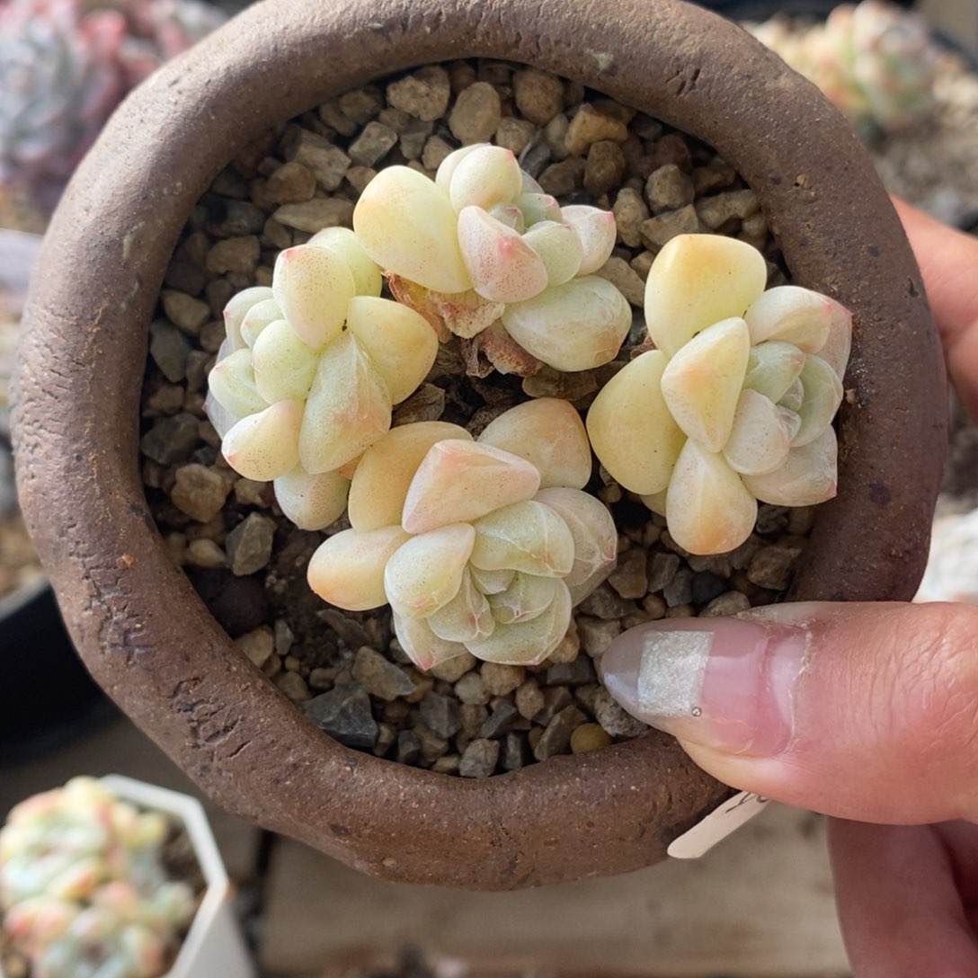 四头黄体冰玉小包子