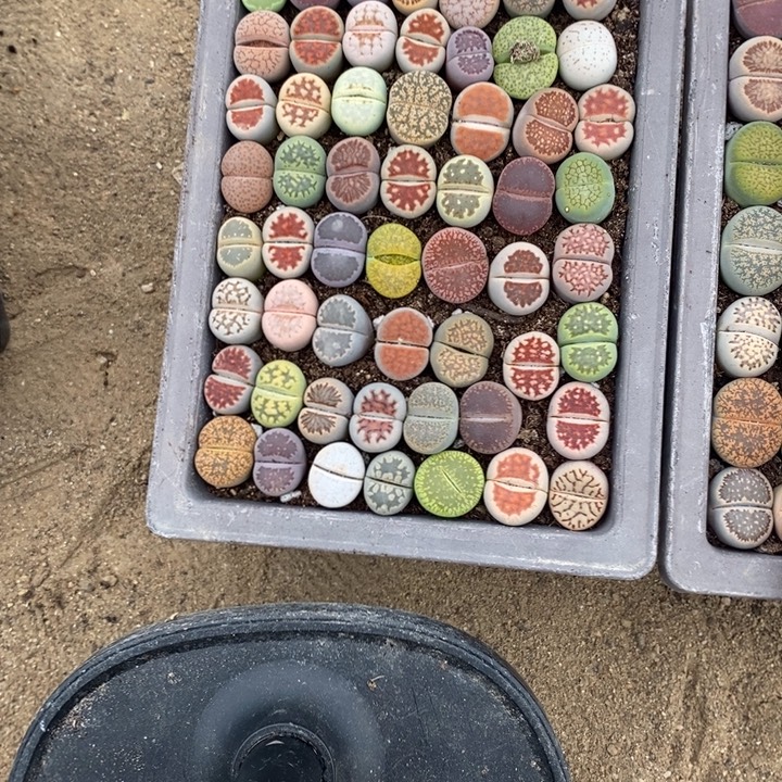 花***！生石花的季节是最好720