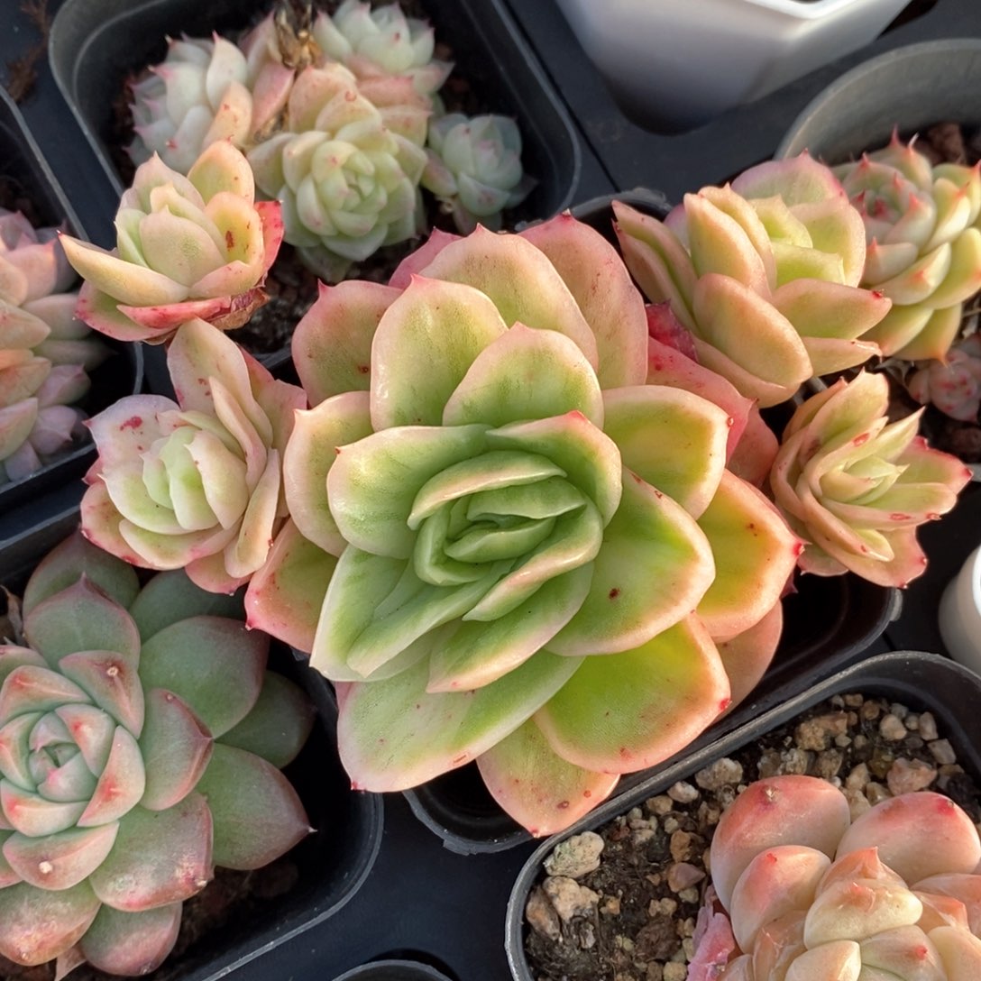 精品多肉一物一拍不包整404