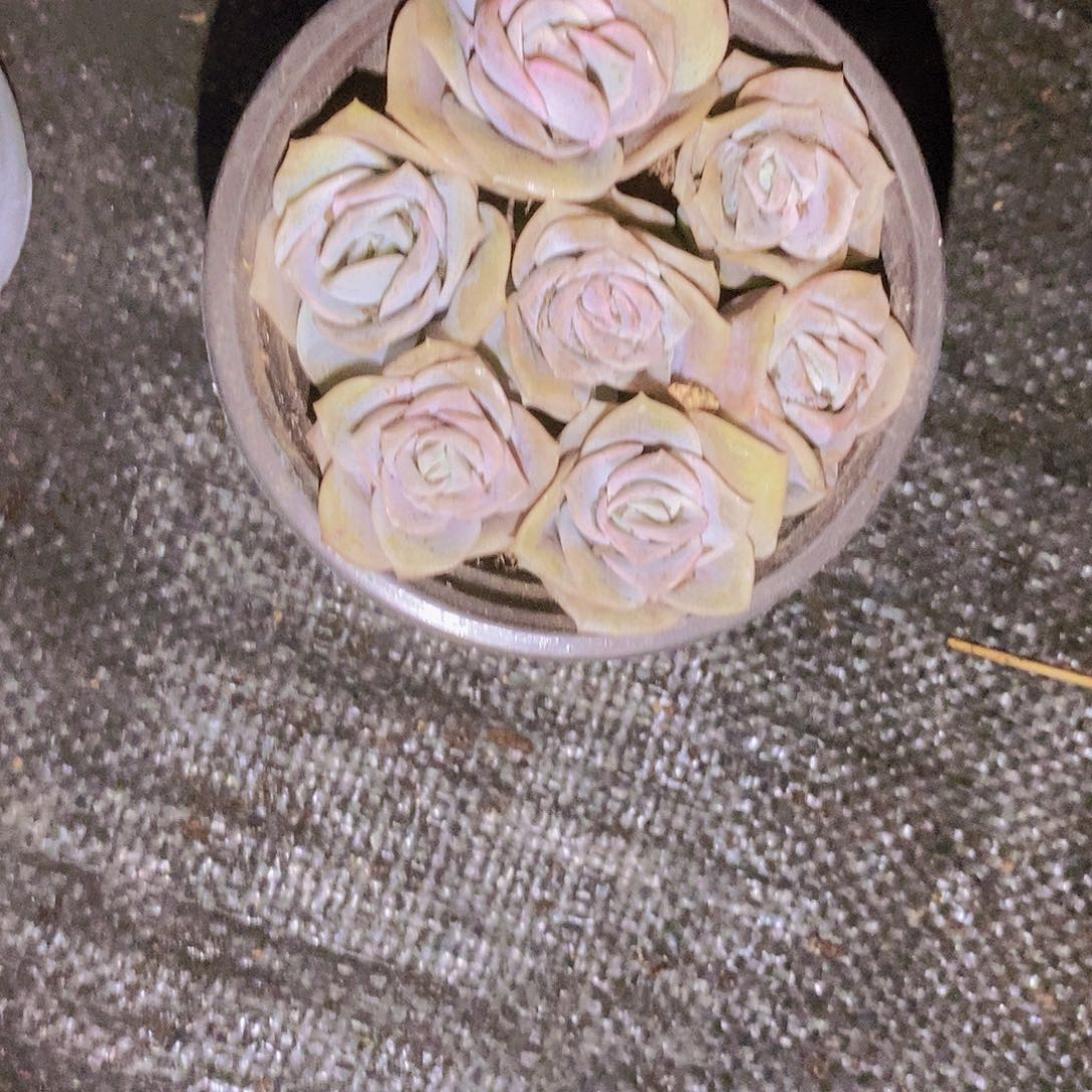 可爱玫瑰一单一颗凑单