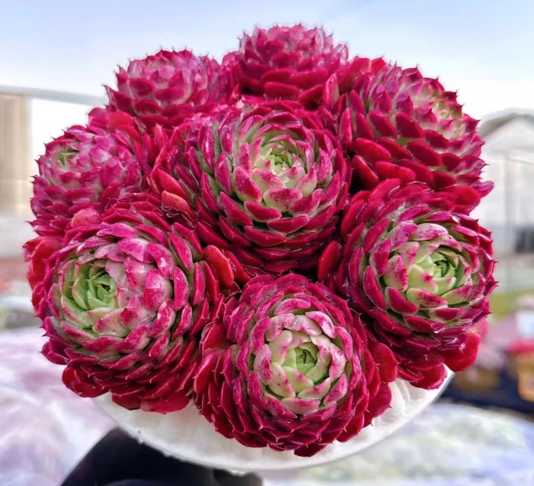 Y大盆西府海棠+罗马盆多肉植物 老桩子  新手好养 云南基地发货