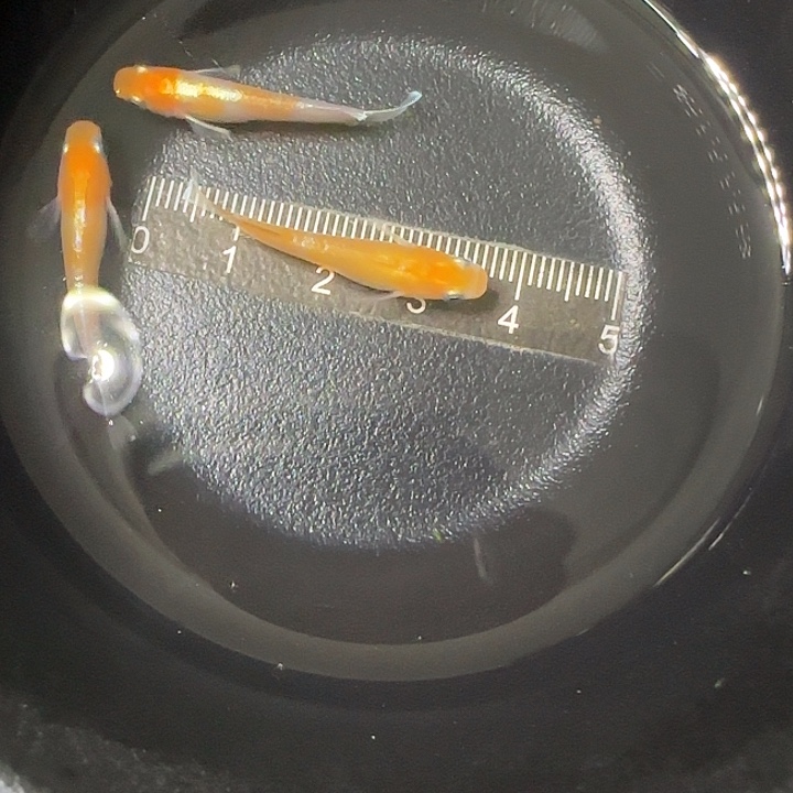 青鳉鱼观背青鱂93