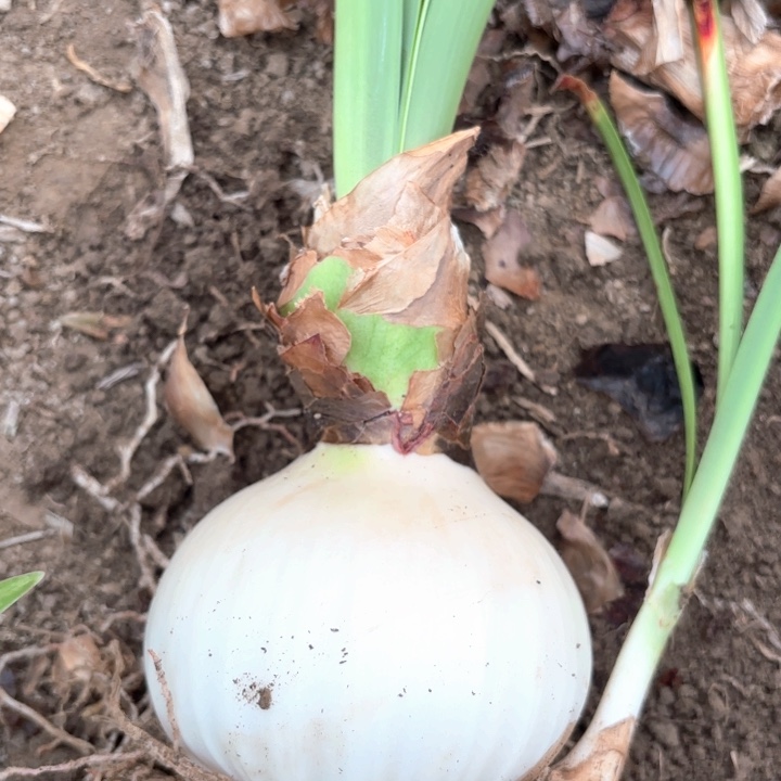 无花朵达芙妮籽播开花不售后
