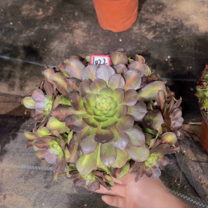 一物一拍倾城中班1022