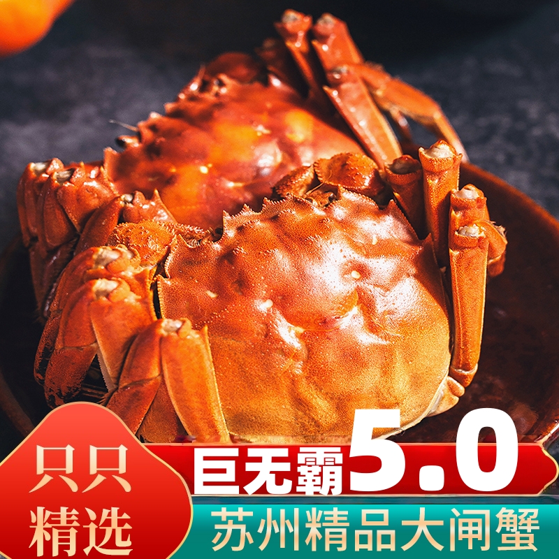 【公母活蟹】B巨无霸 公蟹5.0-4.7两/只+母蟹4.0-3.7两/只精品苏州大闸蟹6-8-10只顺丰京东冷链送货上门海鲜