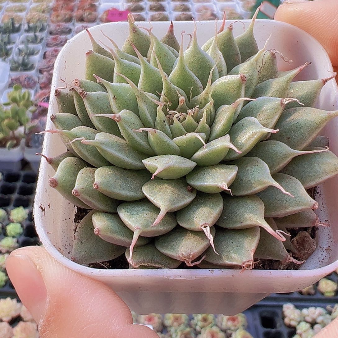 银星19包邮多肉植物