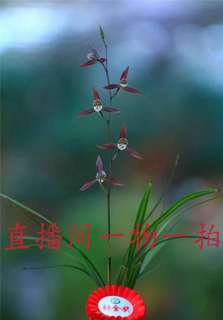兰花直播间一物一拍 默认脱盆裸根发货