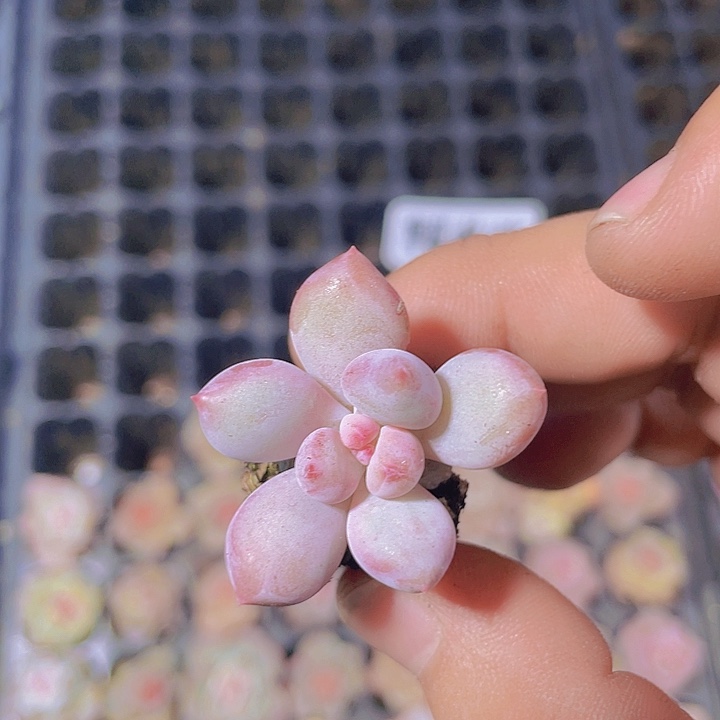 香水奶【满10颗包邮】