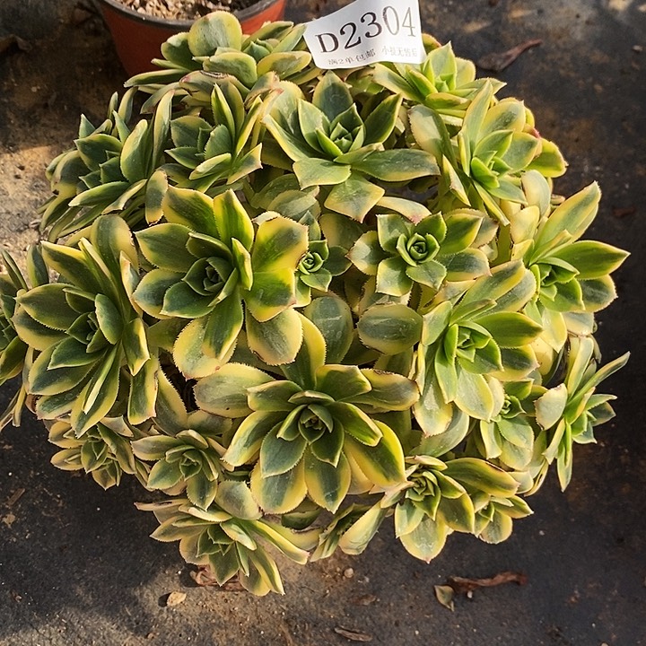 2304星爆多肉发货叶片有黑斑