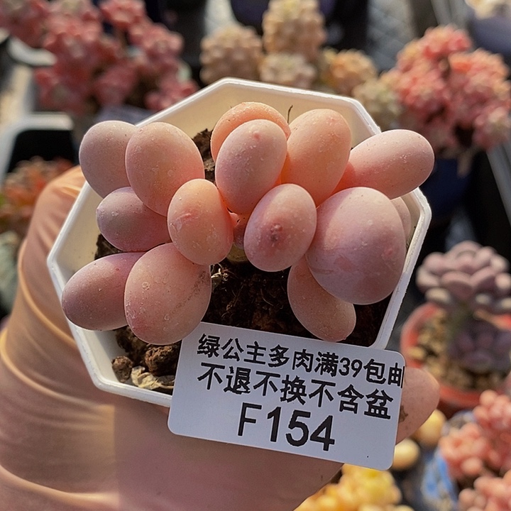 蛋黄奶7cm154多肉植物