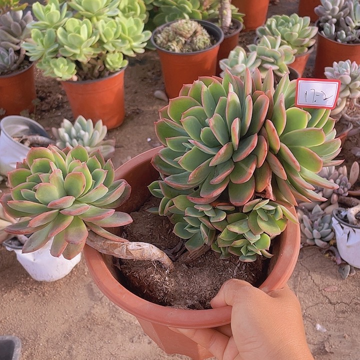 吉罗仙子17杠2号