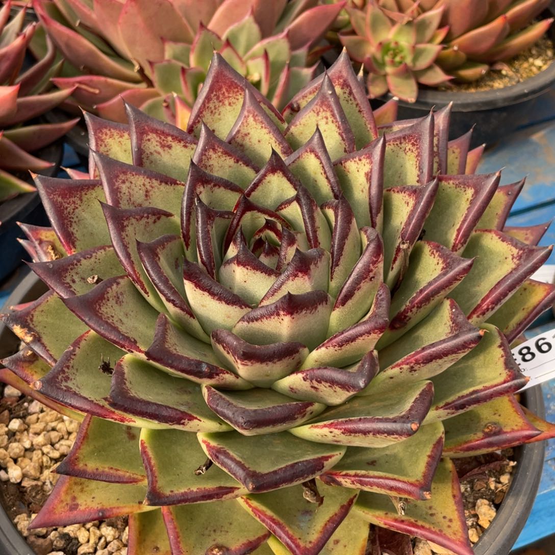 无花朵若如东云组拍E861