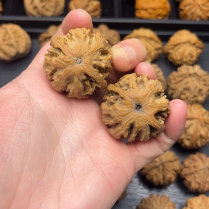 核桃秦岭山脉中段怒江与澜沧江