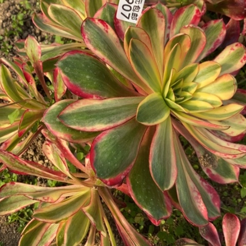 907红魔女满25包邮多肉