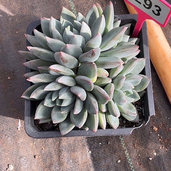 多肉植物红蛋群293