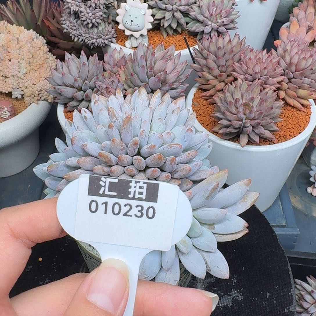精品多肉植物010230