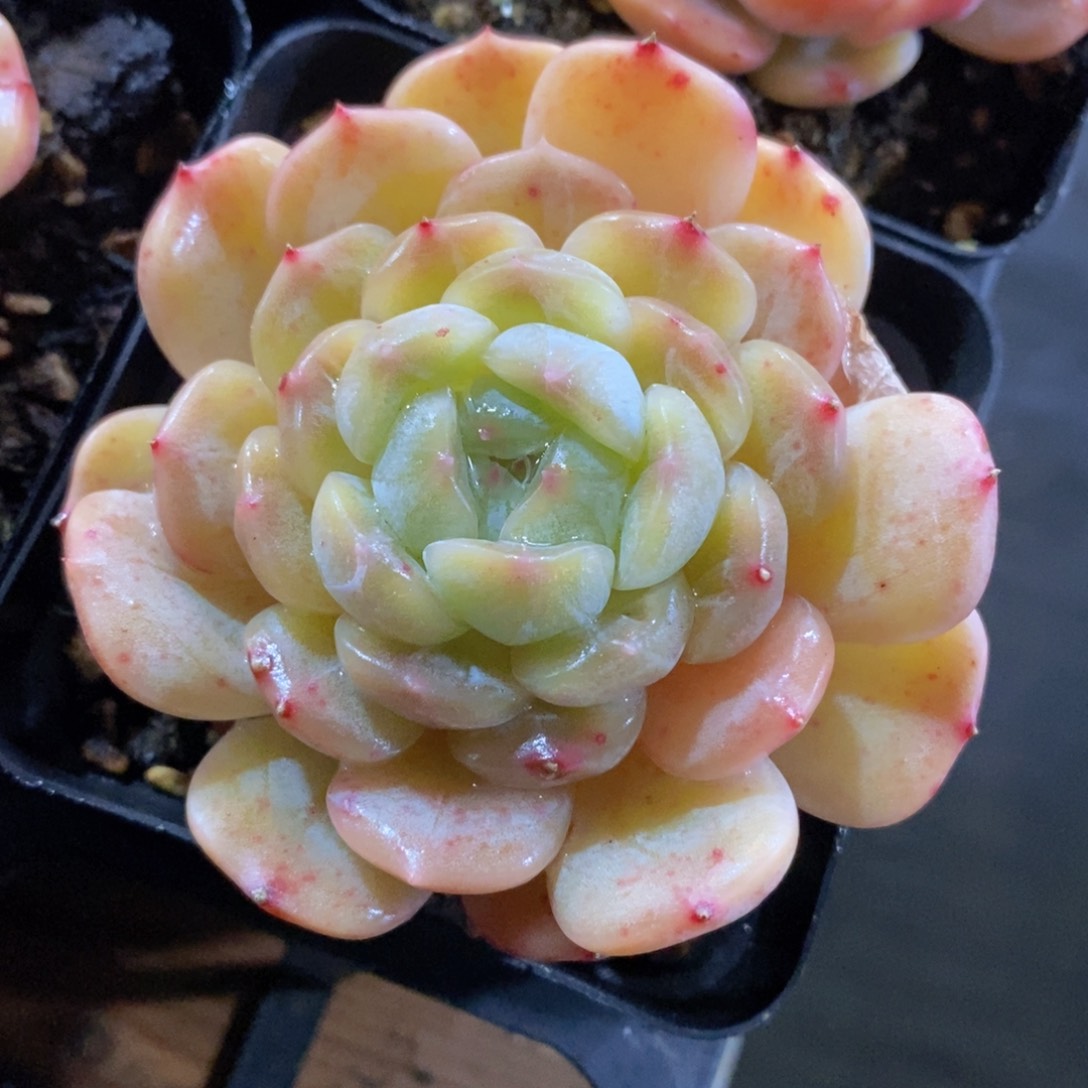 可问主播品种，下滑链接更多品种多肉选择自助