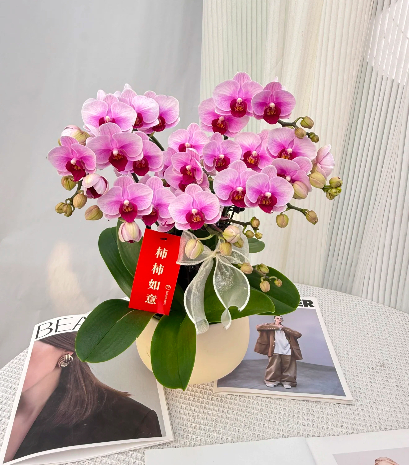 蝴蝶兰《粉红珍珠》兰花展第三名 渐变色鲜花 花期长