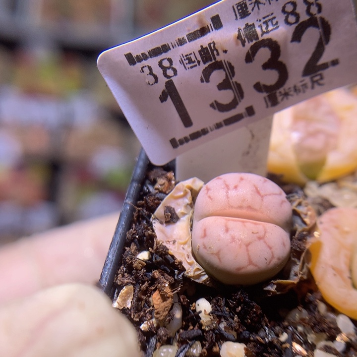 可***龙Sss精品生石花1332