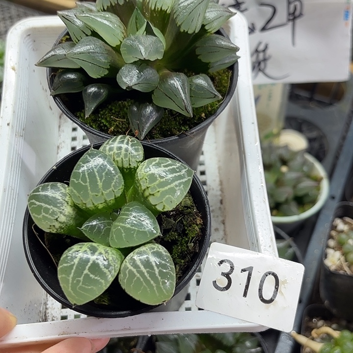 310大西瓜水晶康平101组合