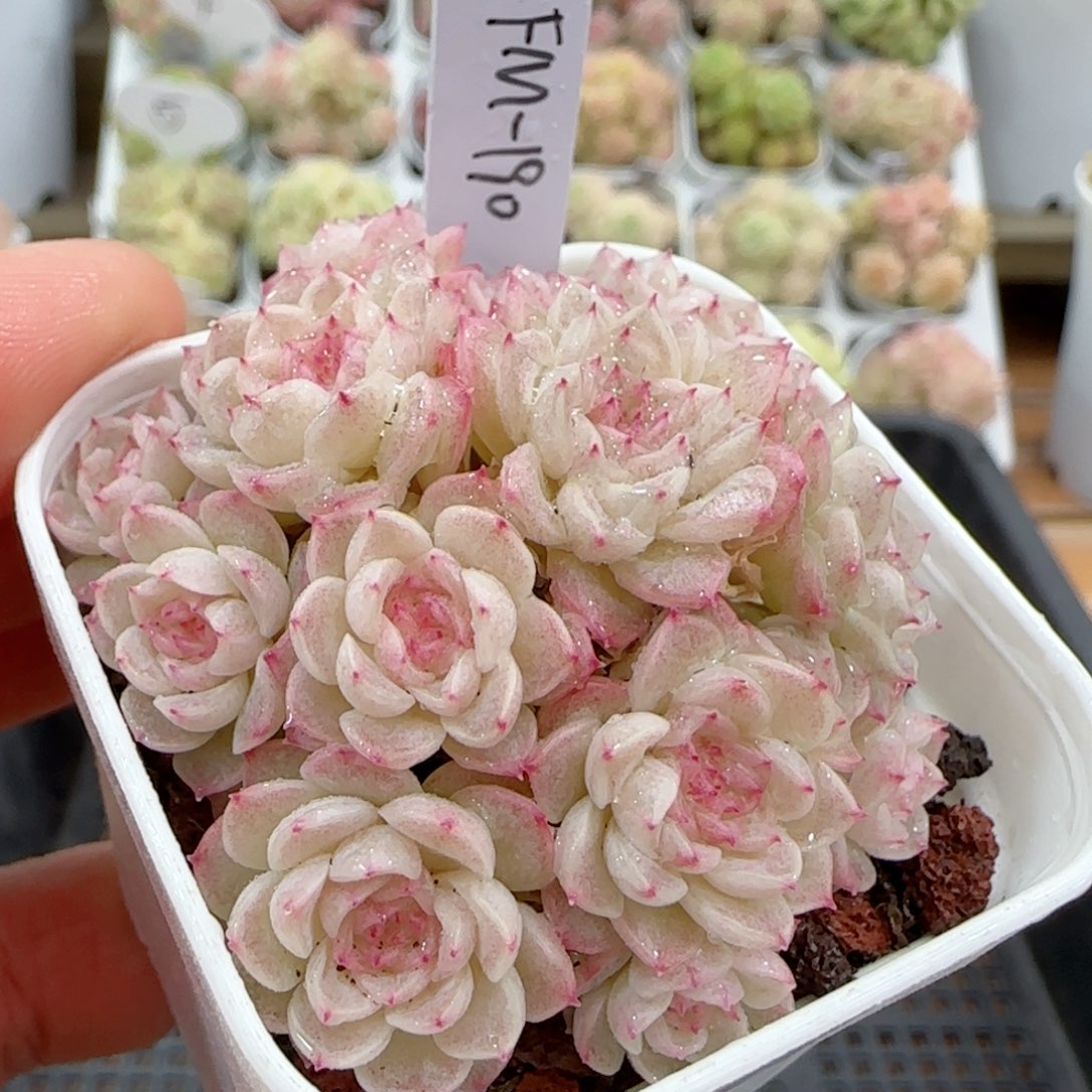 【闪购商品】0116-36（fm-190）