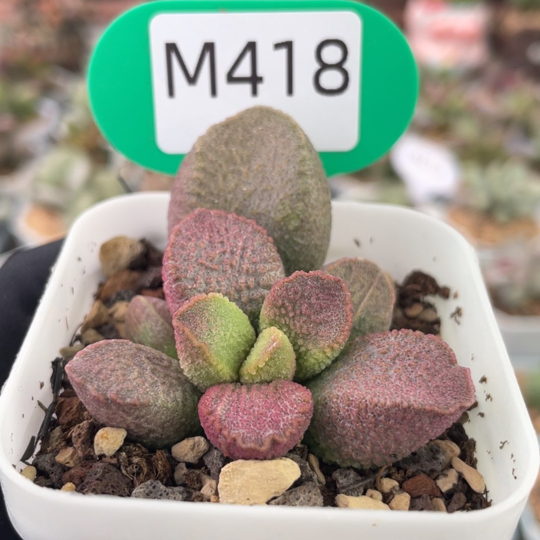     赛猪肝。  418。    