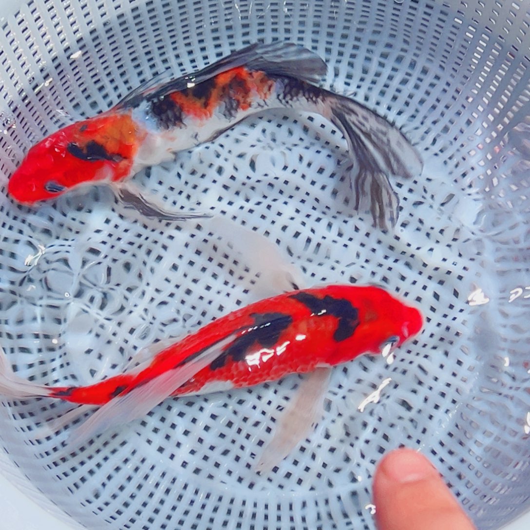 锦鲤锦鲤观赏鱼1111