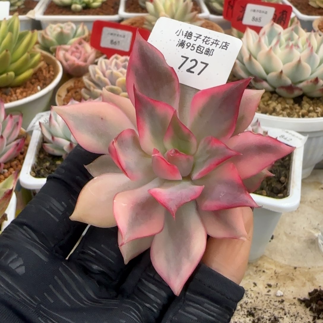727宝莲灯锦多肉植物