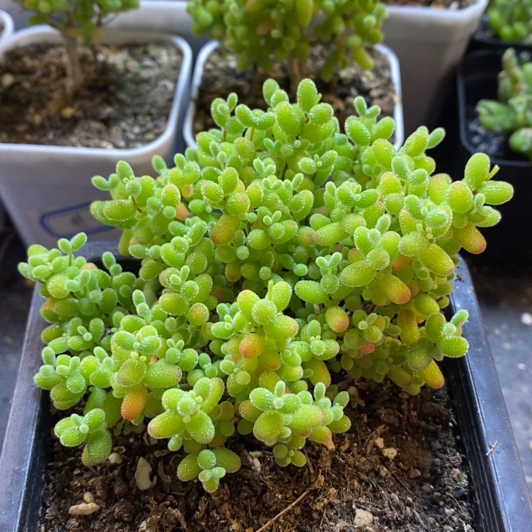 57号蜜橘糖球枝干多肉