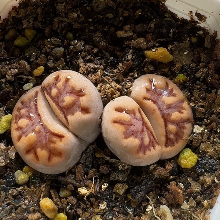 生石花1111111。  293