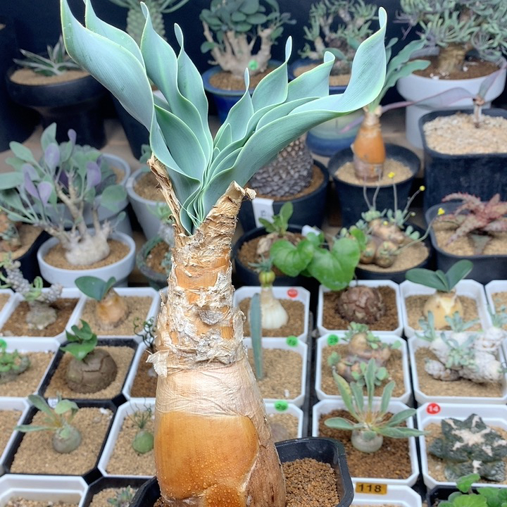 产地巨凤之卵带盆4.5cm