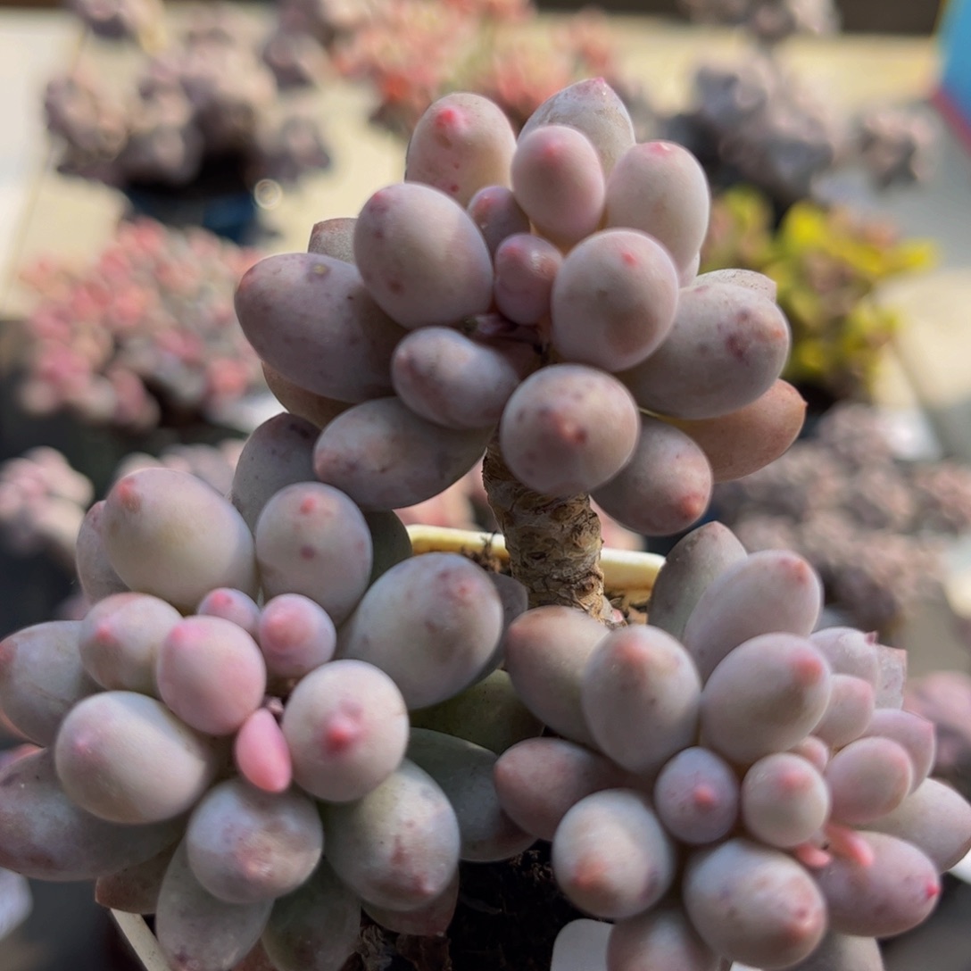 023/5cm手指奶多肉植物