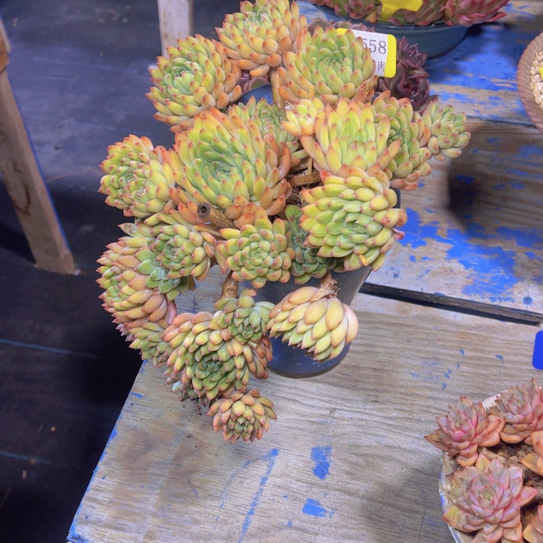 星际迷航7558多肉植物