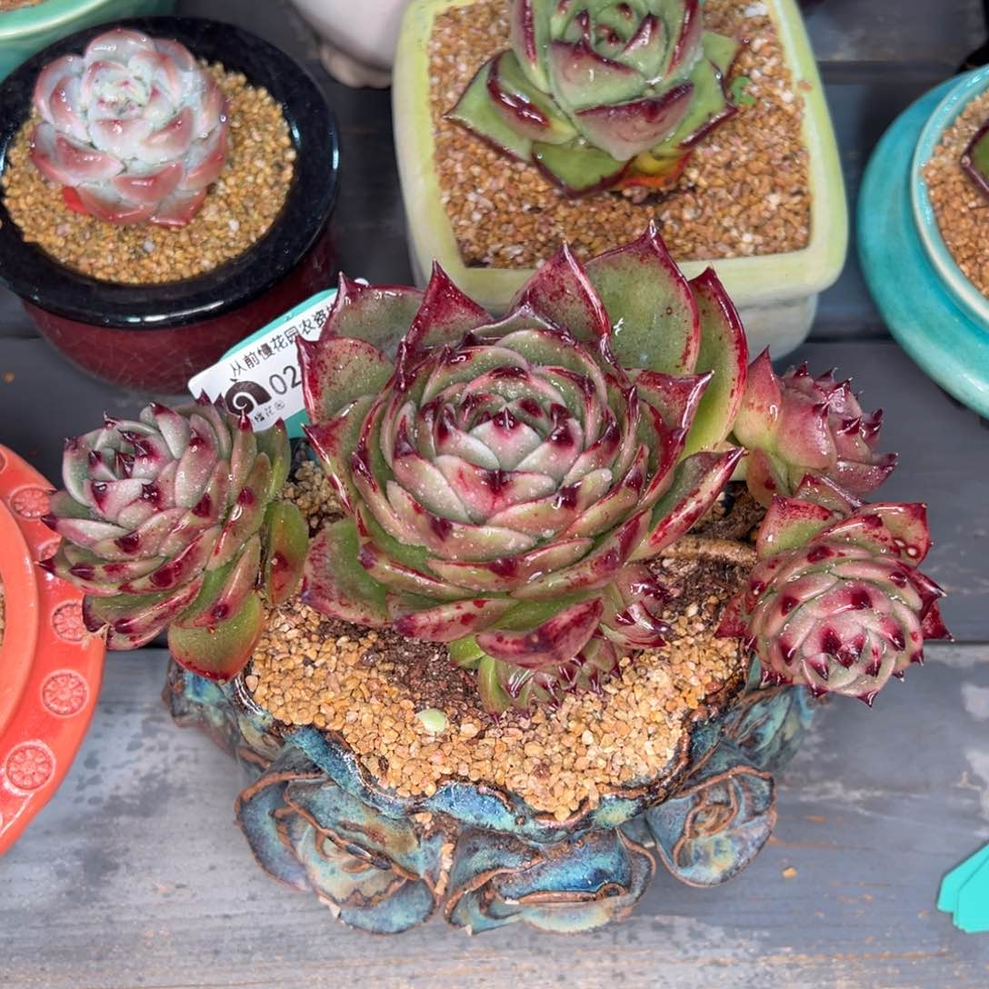 从前慢多肉精选编号0211.342