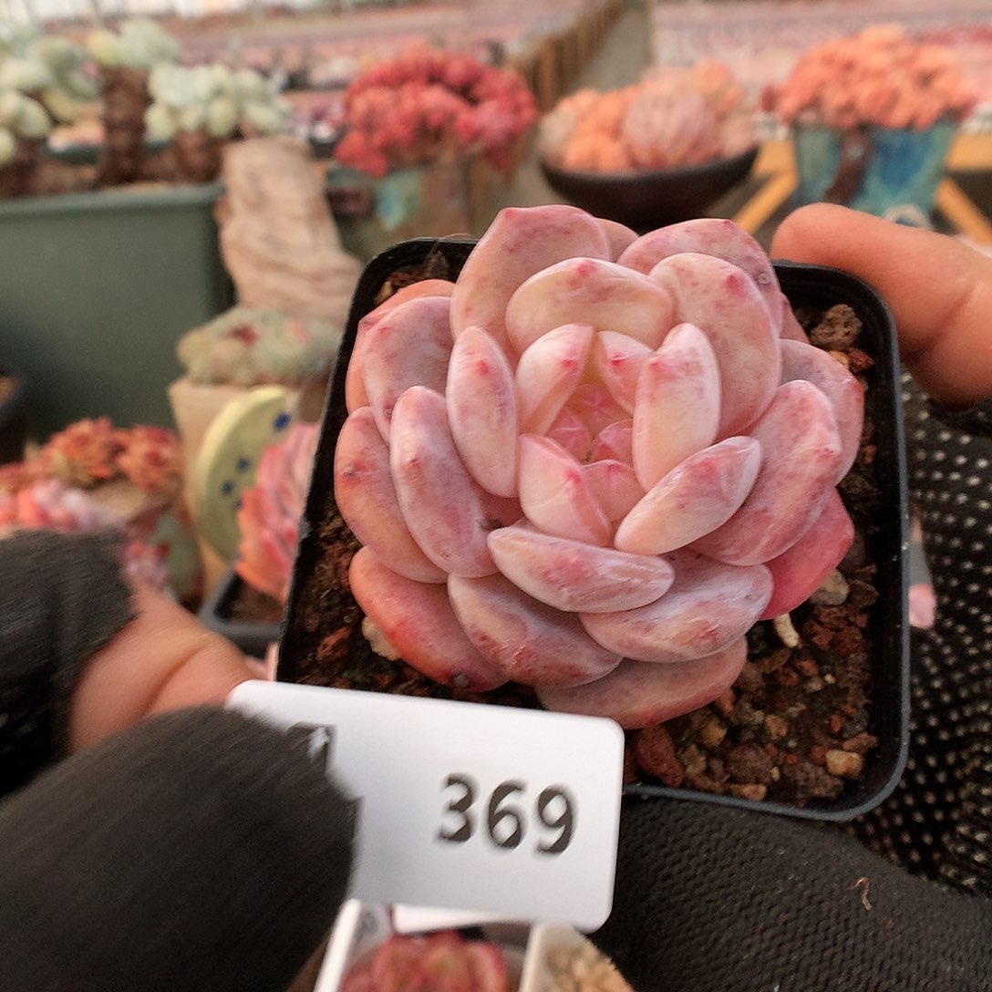369雪天使多肉植物6333
