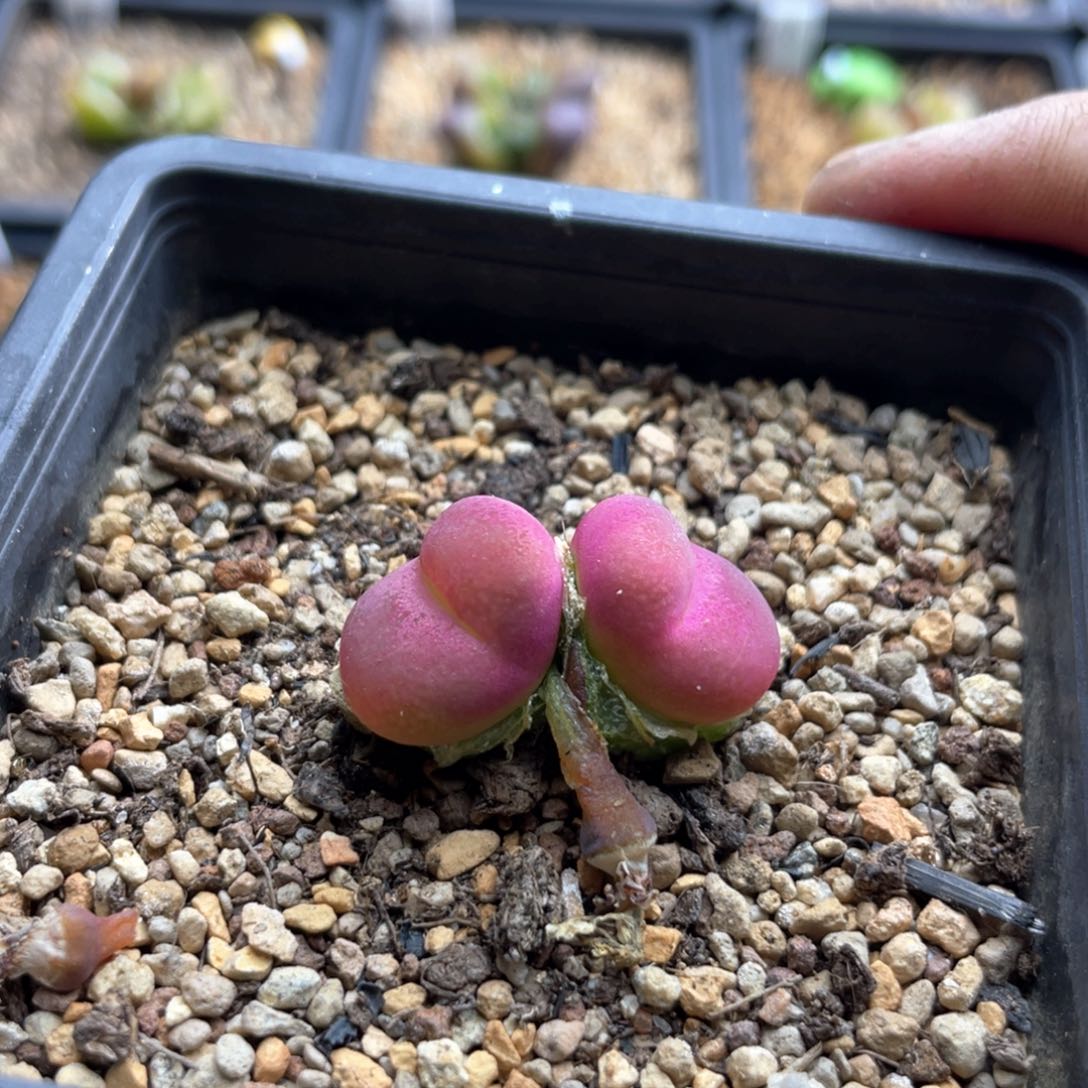 多肉双头优选粉色吕氏一棵