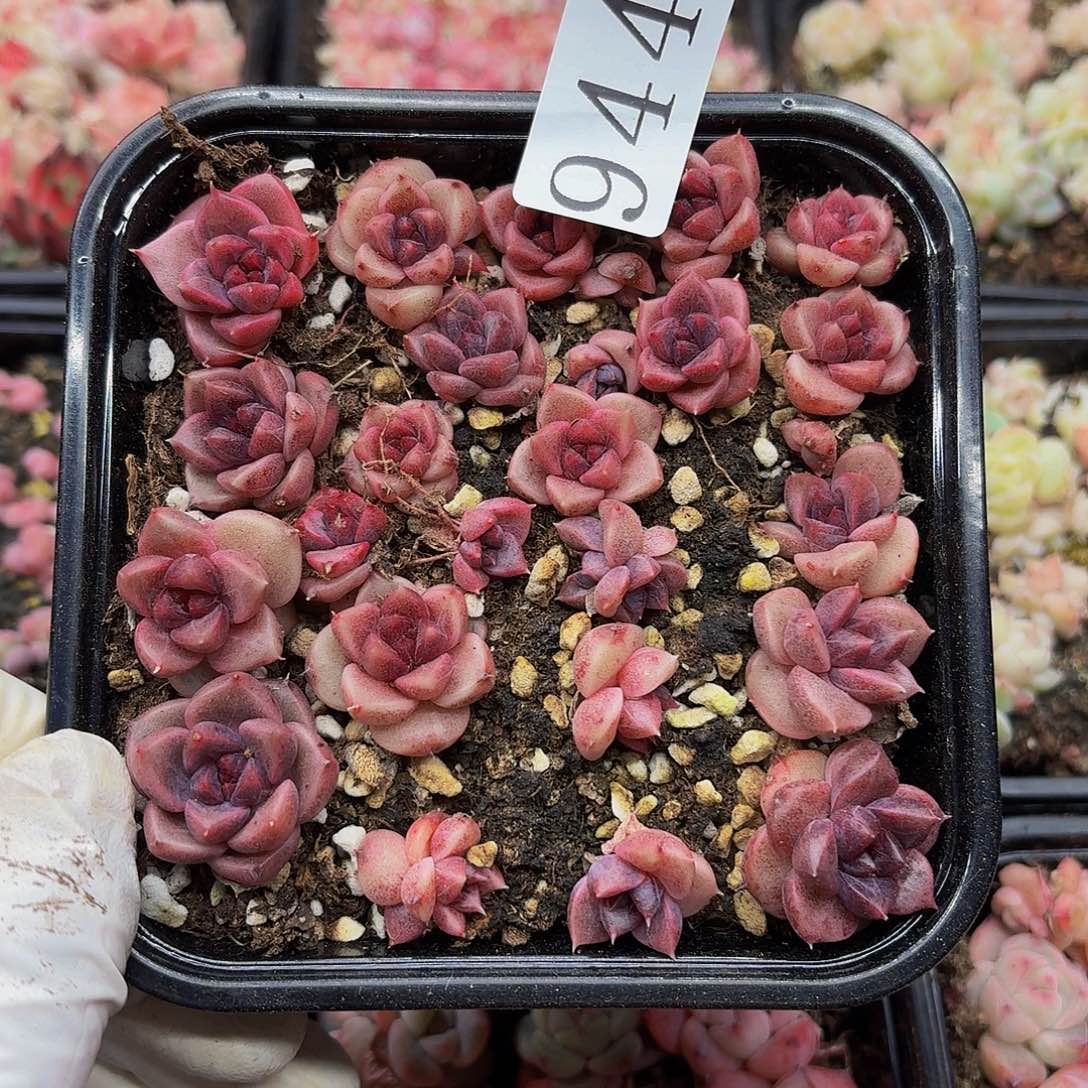 粉***糖多肉植物多肉植物944