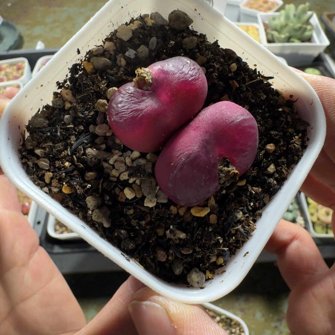 2530。红毛毛一颗