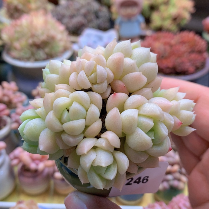 一物一拍含盆土满38包邮C246