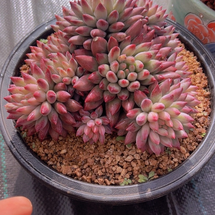 陆***三一物一拍多肉植物